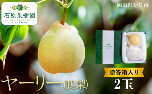 ヤーリー (鴨梨) 2玉 贈答箱【先行予約 2025年11月中旬から順次発送】 2260783 - 岡山県新見市