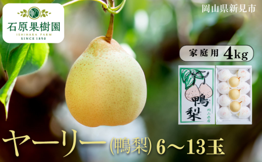 ヤーリー (鴨梨) 6～13玉 約4kg 家庭用【先行予約 2025年11月中旬から順次発送】
