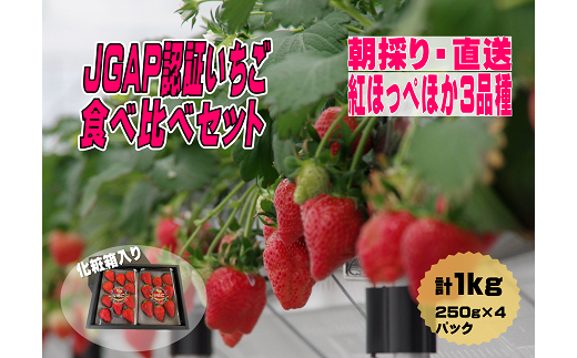 いちご専用トレーに入れてお届けします。