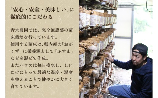 新潟県加茂市のふるさと納税 【2025年先行予約】生しいたけ 並サイズ（笠開き） 約500g（11～17個）《10月中旬から順次出荷》 品評会で金賞受賞！ きのこ しいたけ 椎茸 特大 食べ応えある大きさ 肉厚で旨味たっぷり！ 加茂市 青木農園