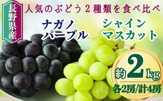 【2025年先行予約】家庭用 シャインマスカット＆ナガノパープル 約2kg（各2房/計4房）｜ 果物 フルーツ 白ぶどう 黒ぶどう 葡萄 ブドウ 種無し 種なし 皮ごと 千曲市 長野県 信州 2197492 - 長野県千曲市