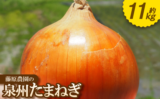 《約11kg》藤原農園の泉州たまねぎ　なにわの伝統野菜　サイズ混合【1635905】 2176155 - 大阪府高石市