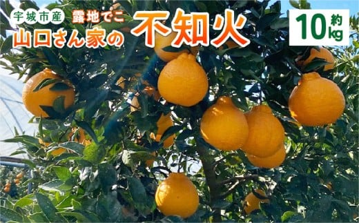 【先行予約】山口さん家の露地でこ不知火 約10kg L～3L 大小混合【2026年2月上旬から3月下旬発送予定】