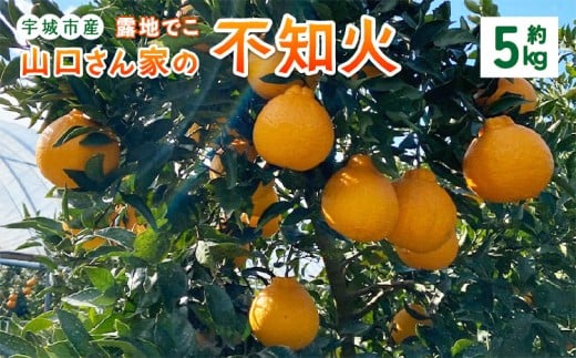 【先行予約】山口さん家の露地でこ不知火 約5kg L～3L 大小混合 【2026年2月上旬から3月下旬発送予定】