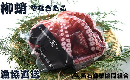 B-20012 【北海道根室産】柳蛸ボイル2杯(計2kg)