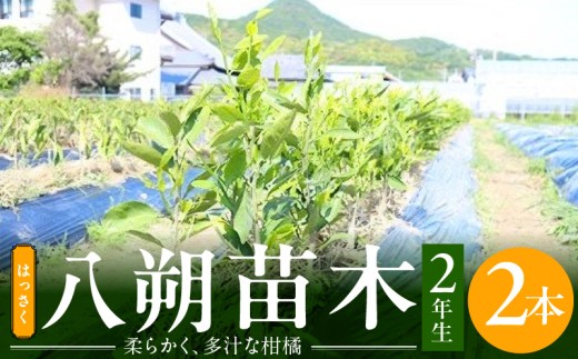 ZE6477_八朔(はっさく) 苗木 2年生 1本 果樹 柑橘類 苗物