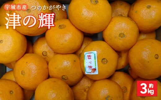 【先行予約】 みかん 津の輝 つのかがやき 約3kg 15玉〜25玉 【2026年2月上旬～2026年4月下旬頃順次発送予定】 柑橘 国産 963123 - 熊本県宇城市