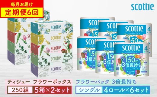 【定期便6回】【毎月お届け】【スコッティ】 ティシュー フラワーボックス 250組（5箱パック×2セット）＋フラワーパック 3倍長持ち（4ロール（シングル）パック ×6セット） ティッシュ トイレットペーパー 日用品 ストック