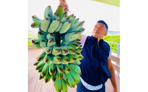 ◇幻のアイスクリーム・バナナ2kg◇沖縄県南城市産【ブルー