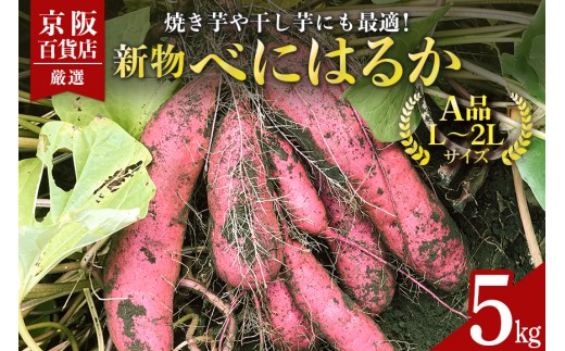 【京阪百貨店厳選】茨城県産べにはるか 5kg （新物）[A品L～2Lサイズ] 芋 さつま芋 サツマイモ さつまいも B18-001 2216920 - 茨城県那珂市