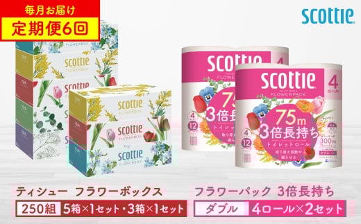 【定期便6回】【毎月お届け】【スコッティ】ティシュー フラワーボックス 250組（5箱パック×1セット・3箱パック×1セット）＋フラワーパック 3倍長持ち（4ロール(ダブル)パック×2セット）ティッシュ トイレットペーパー 日用品 ストック