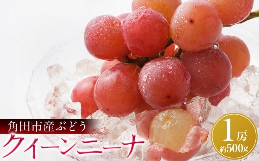 【先行予約】角田市産ぶどう【クイーンニーナ】1房（約500g）【9月下旬以降より順次発送】