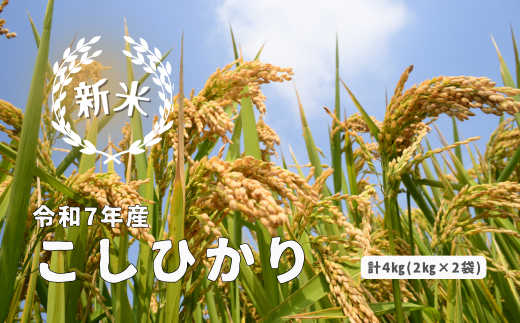 150287 [令和7年産]しまね川本 こしひかり 4kg(2kg×2)