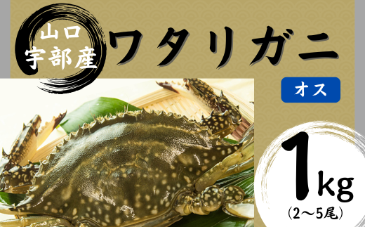 【先行予約】【北海道・東北・沖縄・離島配送不可／着日指定必須】ワタリガニ [オス] 1kg(2～5尾)【山口県 宇部市 鍋 パスタ 味噌汁 カニ 超 新鮮 ゆでる 蟹 かに 蟹みそ 醤油漬け  料理 お祝い 魚介】