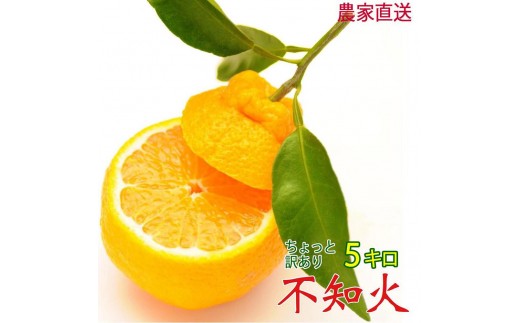 不知火 約5kg 24～28玉 《ご家庭用》 ちょっと訳あり 和歌山県産 農園直送 まごころ産直みかん 【北海道・沖縄県・一部離島 配送不可】訳アリ わけあり みかん しらぬい デコポンと同じ品種 でこぽん ［Mg57］