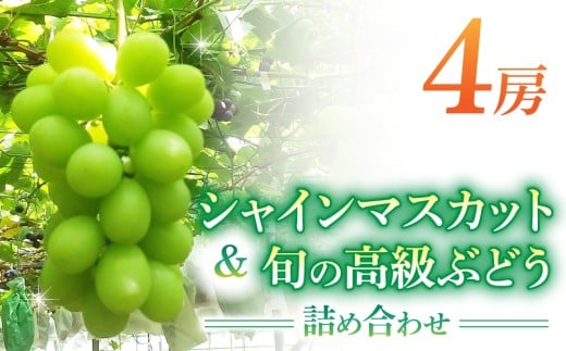 シャインマスカット＆高級ぶどう詰め合わせ ご贈答品 4房（月、火、金曜日発送限定。発送日、発送曜日指定不可） 1402132 - 長野県東御市