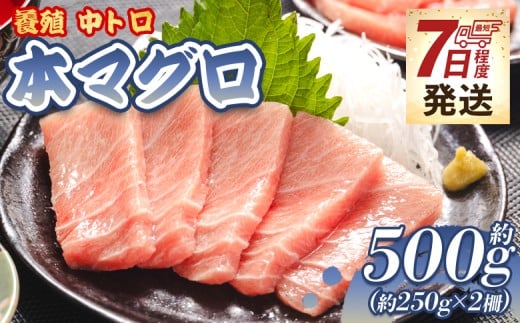 [7日程度で発送]本マグロ 養殖 計約500g 2冊 本まぐろ 中トロ 本鮪 まぐろ ブロック - 鮪 まぐろ 寿司 刺身 海鮮丼 漬け丼 カルパッチョ おつまみ 海産物 魚介 海の幸 高知県 香南市 まぐろ マグロ マグロ 中トロ oo-0002