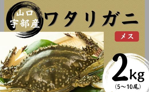 【先行予約】【北海道・東北・沖縄・離島配送不可／着日指定必須】ワタリガニ [メス] 2kg(5～10尾)【山口県 宇部市 鍋 パスタ 味噌汁 カニ 超 新鮮 ゆでる 蟹 かに 蟹みそ 醤油漬け  料理 お祝い 魚介】