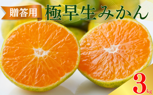 贈答用 極早生 みかん 3kg S ・ M ・ L いずれかを揃えてお届け 愛媛みかん 温州みかん 柑橘 愛媛 みかん 蜜柑 ミカン 産地直送 国産 農家直送 糖度 期間限定 数量限定 特産品 ゼリー ジュース アイス 人気 甘い フルーツ 果物 柑橘 ビタミン 健康 美味しい おいしい ジューシー  愛媛県 愛南町 清家ばんかんビレッジ