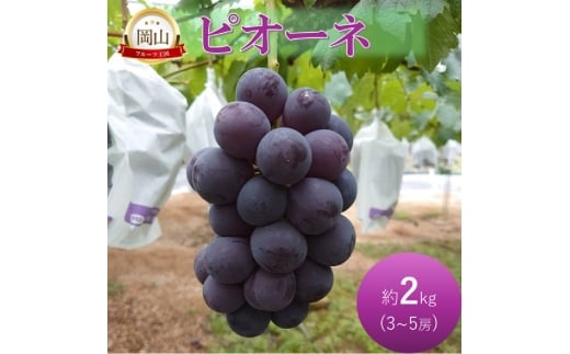[№5615-0784]早期受付 ぶどう ピオーネ 約2kg 3～5房 岡山県高梁市産 岩原農園 葡萄 ブドウ