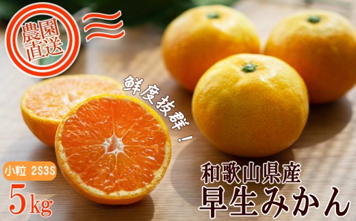 早生みかん 約5kg 小粒2S・3S混合 《ご家庭用》 和歌山県産 農園直送 まごころ産直みかん 【北海道・沖縄県・一部離島 配送不可】　ちょっと 訳あり 希少 小粒みかん SSサイズ 小玉 わけあり 訳アリ ［Mg46］