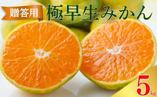 贈答用 極早生 みかん 5kg S ・ M ・ L いずれかを揃えてお届け 愛媛みかん 温州みかん 柑橘 愛媛 みかん 蜜柑 ミカン 産地直送 国産 農家直送 糖度 期間限定 数量限定 特産品 ゼリー ジュース アイス 人気 甘い フルーツ 果物 柑橘 ビタミン 健康 美味しい おいしい ジューシー  愛媛県 愛南町 清家ばんかんビレッジ