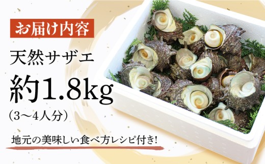 【平戸産を活きたまま】天然活サザエ 約1.8kg