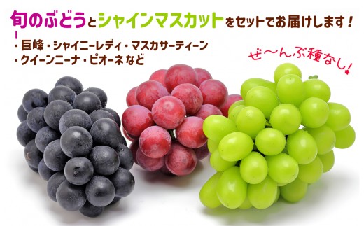 フルーツはぎお 」旬の種なし ぶどう と シャインマスカット
