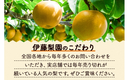 宮城県利府町のふるさと納税 数量限定 利府梨（あきづき）5kg（10玉前後）伊藤梨園 梨の名産地 宮城県利府町産