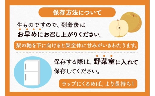 宮城県利府町のふるさと納税 数量限定 利府梨（あきづき）5kg（10玉前後）伊藤梨園 梨の名産地 宮城県利府町産
