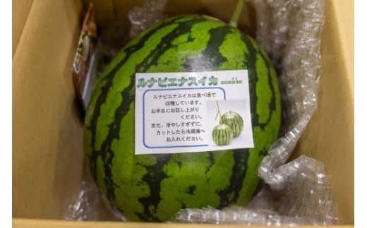 高知県産【ルナピエナすいか】高糖度  甘い  サクサク  小玉2玉 高知県産 夜須 ルナピエナスイカ すいか 秀品 2玉入 13〜14kg