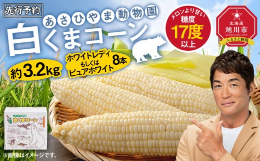 [先行予約]あさひやま動物園しろくまコーン約3.2kg(ホワイトレディもしくはピュアホワイト8本)2025年8月下旬〜発送開始予定 [ とうもろこし 人気 北海道 糖度 野菜 白いとうもろこし 白いスイートコーン 産地直送 ホワイトレディ コーン 玉蜀黍 旬 お取り寄せ 旭川市 北海道 ] _03811