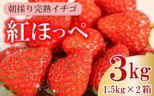 【令和8年1月発送】 いちご 紅ほっぺ 朝摘み 3kg セット 果物 いちご イチゴ 苺 フルーツ くだもの スイーツ デザート ストロベリー おやつ 完熟 直送 ギフト 家庭用 贈答用 贈答 ギフト 贈り物 甘い ブランド ジャム スムージー アレンジ フルーツサンド フルーツ大福 いちご大福 健康 ビタミン 農家直送 朝採れ ベリー 産地直送 おすすめ イチゴイチエ石神農園 静岡県 牧之原市