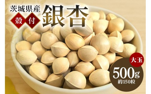 つくば 銀杏 ( ぎんなん ) 大玉 銀杏 殻付 冷凍 500g 農薬不使用 無着色 贈答品 ギフト 高級 旬 食材 食品 国産 冷凍保存 産地直送 送料無料 (A24-003) 1337765 - 茨城県石岡市