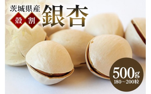 つくば 銀杏 ( ぎんなん ) 殻割 冷凍 500g 農薬不使用 無着色 贈答品 ギフト 高級 旬 食材 食品 国産 冷凍保存 産地直送 送料無料 (A24-001) 1337763 - 茨城県石岡市