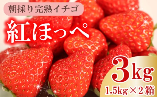 【令和8年1~3月発送】 朝摘み 紅ほっぺ 3kg セット 果物 いちご イチゴ 苺 フルーツ くだもの スイーツ デザート ストロベリー おやつ 完熟 直送 ギフト 家庭用 贈答用 贈答 ギフト 贈り物 甘い ブランド ジャム スムージー アレンジ フルーツサンド フルーツ大福 いちご大福 健康 ビタミン 農家直送 朝採れ ベリー 産地直送 国産 おすすめ イチゴイチエ石神農園 静岡県 牧之原市 1122292 - 静岡県牧之原市