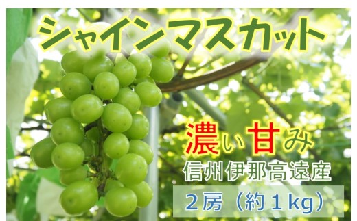 【010-83】信州高遠産　種なし　シャインマスカット　２房　約１kg　寒暖の差が生み出す濃厚な甘味、一度は食べてみて！