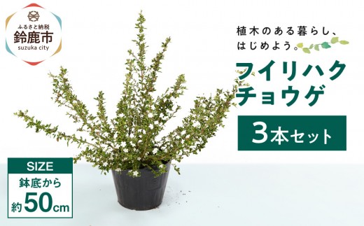 フイリハクチョウゲ 3本 2049465 - 三重県鈴鹿市