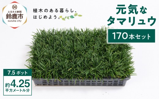 ＜産地直送＞元気なタマリュウ(7.5pot)170本セット[約4.25平方メートル]