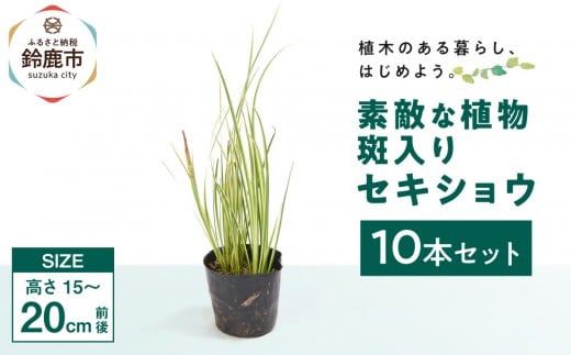 素敵な植物 斑入りセキショウ 10本セット