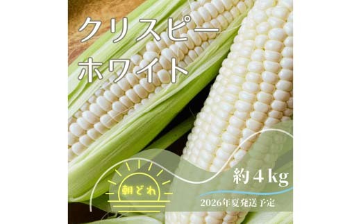 【2026年夏発送予約】サクッとはじける、上品な甘さ中津川産プレミアム クリスピーホワイト 4kgセット 朝採り 即日冷蔵発送／数量限定　『バナナマンの早起きせっかくグルメ!!』で紹介されました！ F4N-2368 2240267 - 岐阜県中津川市