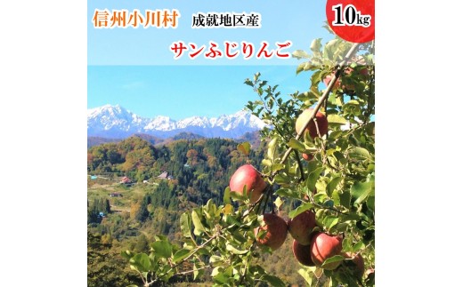 411＊信州成就地区限定　サンふじりんご限定10キロ 474964 - 長野県小川村