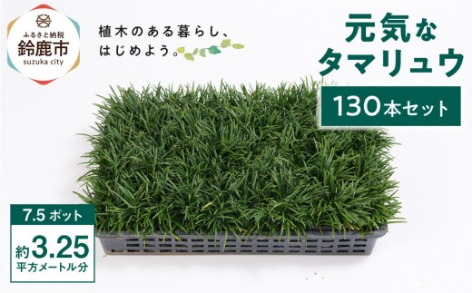 ＜産地直送＞元気なタマリュウ(7.5pot)130本セット『約3.25平方メートル分』
