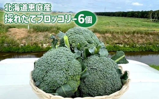北海道恵庭産採れたてブロッコリー6個