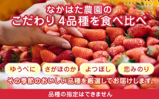 いちご 食べ比べ セット 国産 農園直送 産地直送 熊本県産 山都町産 イチゴ 苺 ストロベリー フルーツ 果物