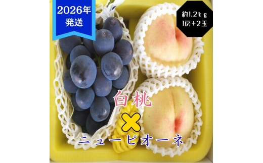 【2026年先行受付】 白桃 ニューピオーネ 約1.2kg セット 桃 2玉 ぶどう 1房 岡山県産  御中元 ギフト 御礼 プレゼント 御礼 御祝 御供 果物 くだもの フルーツ もも モモ 葡萄 ブドウ [№5735-3351]