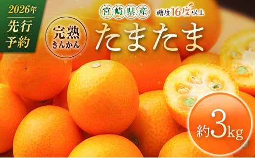 ≪先行予約≫ 宮崎県産 完熟きんかん「たまたま」約3kg 糖度16度以上 ブランド 金柑 柑橘 果物 くだもの フルーツ 2026年発送 804361 - 宮崎県宮崎県庁