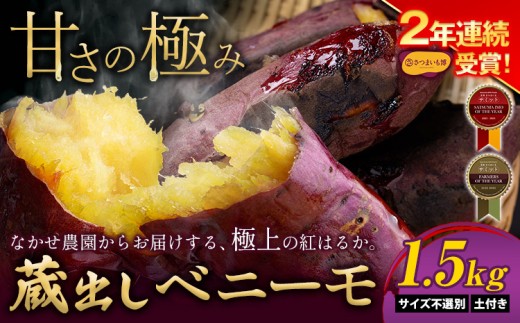 さつまいも 芋 紅はるか 熊本県 大津町産 なかせ農園 の蔵出し