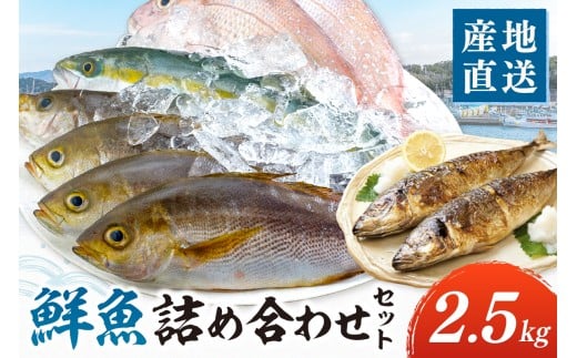 御坊産　鮮魚セット2.5kg 鮮魚 天然 詰め合わせ 朝どれ 冷蔵 新鮮 アジ サバ タチウオ 太刀魚 タイ 漁港 和歌山県産 御坊産 【配送不可地域】沖縄・北海道・東北・九州