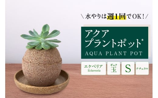 アクアプラントポット®　玉Ｓ 植木鉢エケベリア（2130） 1475262 - 愛知県知立市